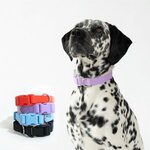 Springer Large Dog Collar -  